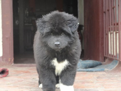 Aquí solo tenía 51 días, es hijo de Rex y sombra mis otros dos akitas Aquí solo tenía 51 días, es hijo de Rex y sombra mis otros dos akitas